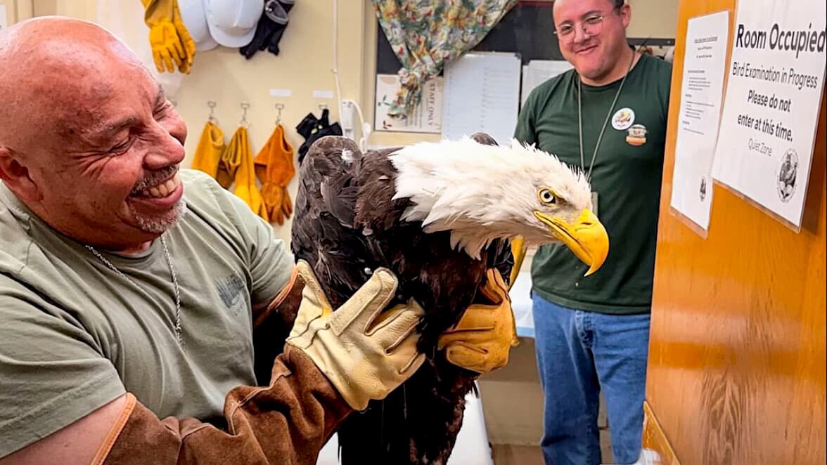 Cover portrait of Jackie the eagle